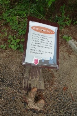 ラクウショウの気根