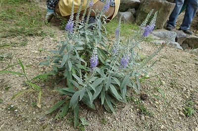 トウテイラン